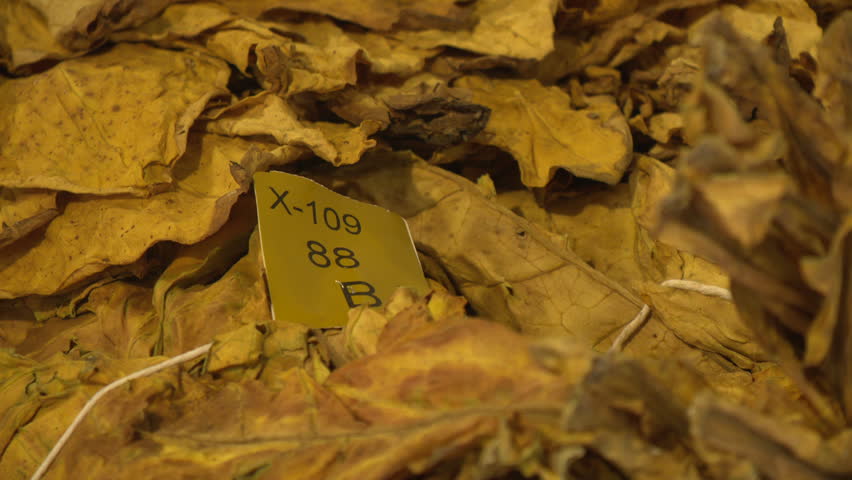 cu cured tobacco