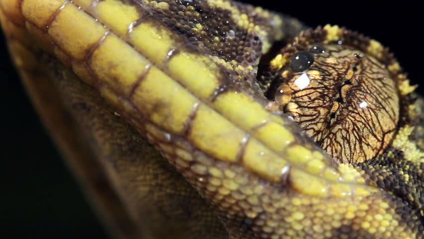 Turnip tailed gecko (Thecadactylus solimoensis) cleaning eye