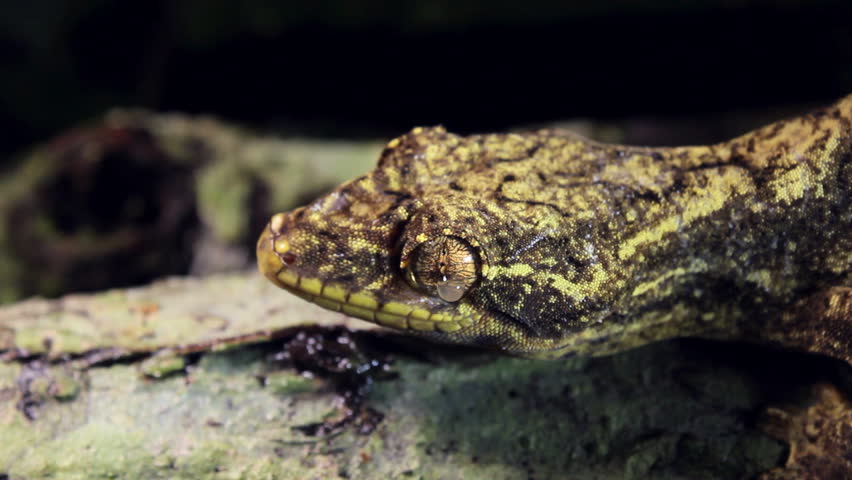 Turnip tailed gecko (Thecadactylus solimoensis) cleaning eye
