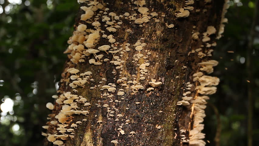 Dead tree trunk covered in fungi. Visited by fruit flies. In tropical rainforest, Ecuador