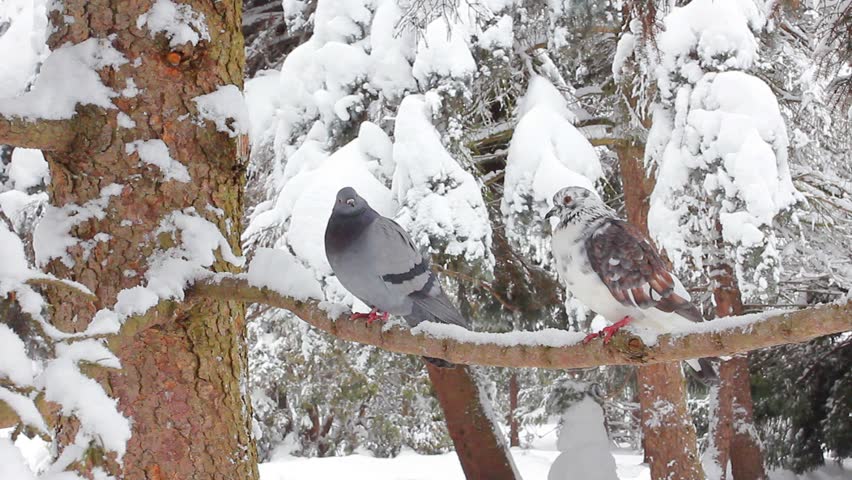 Trees in the snow in the forest in winter