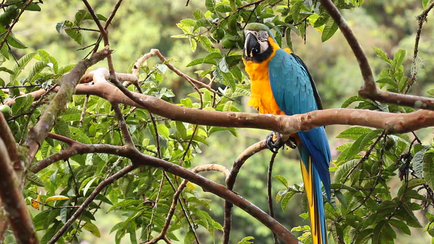 Blue-and-yellow Macaw (Ara ararauna). In the Ecuadorian Amazon
