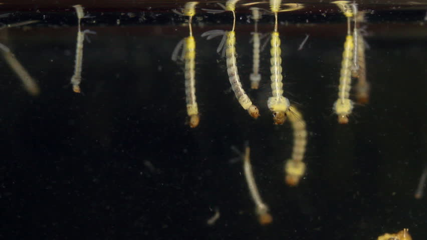 Mosquito larvae