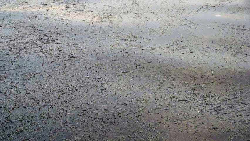 Dirty polluted sea - Hazardous - Environment - Pollution - Full HD