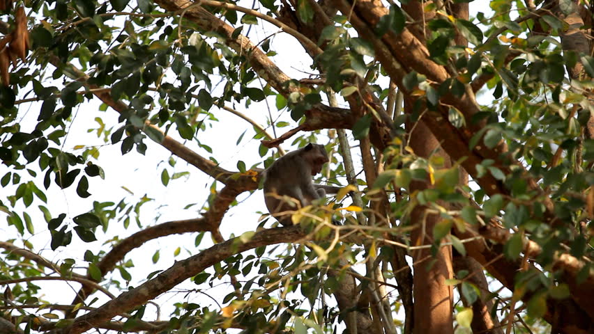 Cambodian Macaque Monkey playing, eating, jumping, scratching