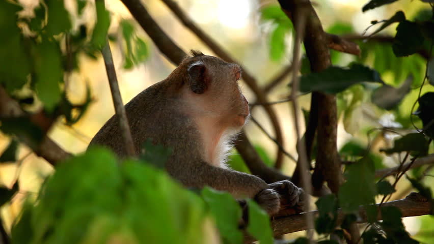 Cambodian Macaque Monkey playing, eating, jumping, scratching