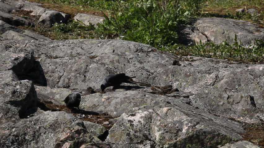 Crow in the wild