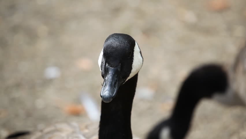 Beautiful Exotic Goose protect nest Park Lake, Small Pond, Birds