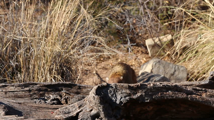 Coati or coatimundi wanders through arid, grassy, Arizona desert terrain, sniffs fallen tree branch with long snout, searches for food. 1080p
