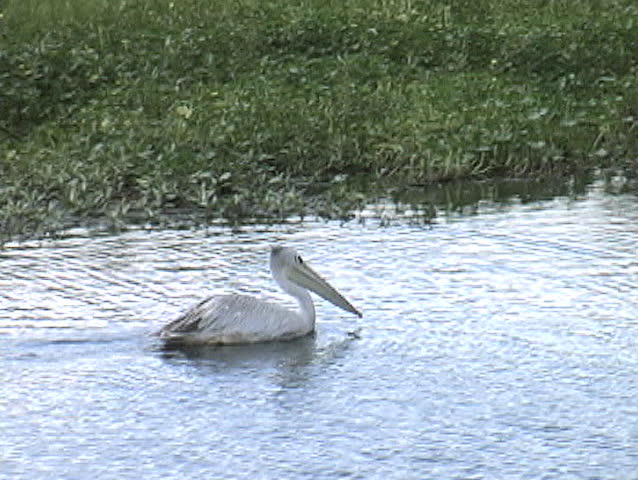 Great White Pelican padding by hippo in a pond in the Ngorongoro Crate National Park Tanzania Africa