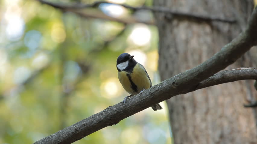 Beautiful Great Tit, Parus Major in Nature, Forest