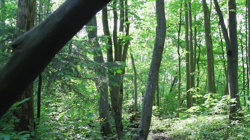 spring forest, slider
