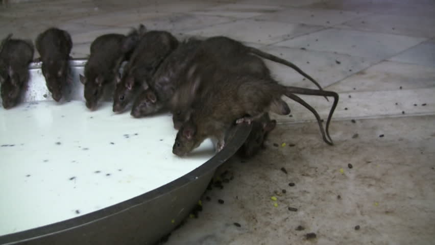 Milkrats in an Holy Rat temple at India