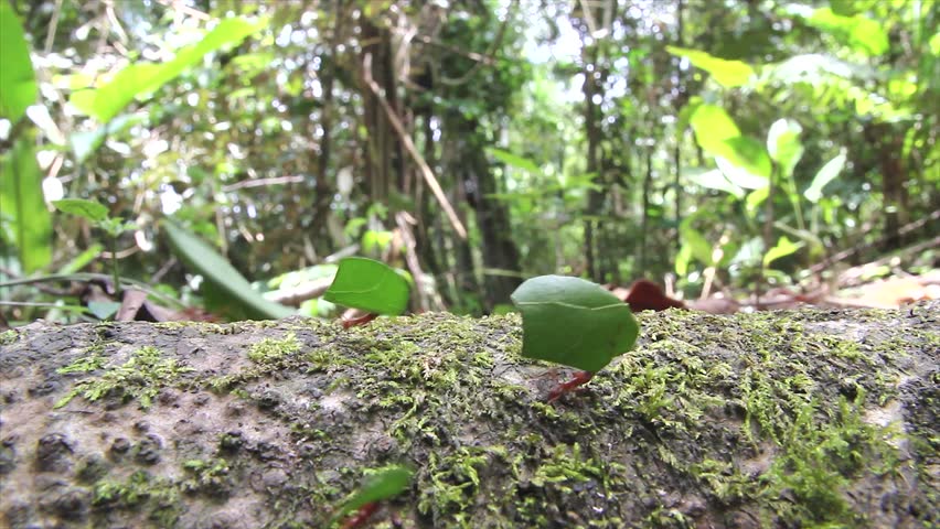 Leaf cutter ants march along a fallen log while carrying their cut leaves (in the Peruvian Amazon)