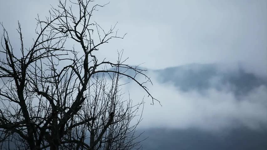 Winter clouds and trees at Lu-gu Lake. Sicuan, west of China