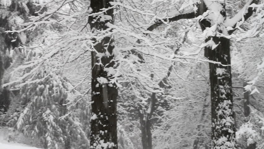Pan of the "blizzard" of February, 2010, in New York City's Fort Tryon Park in northern Manhattan.