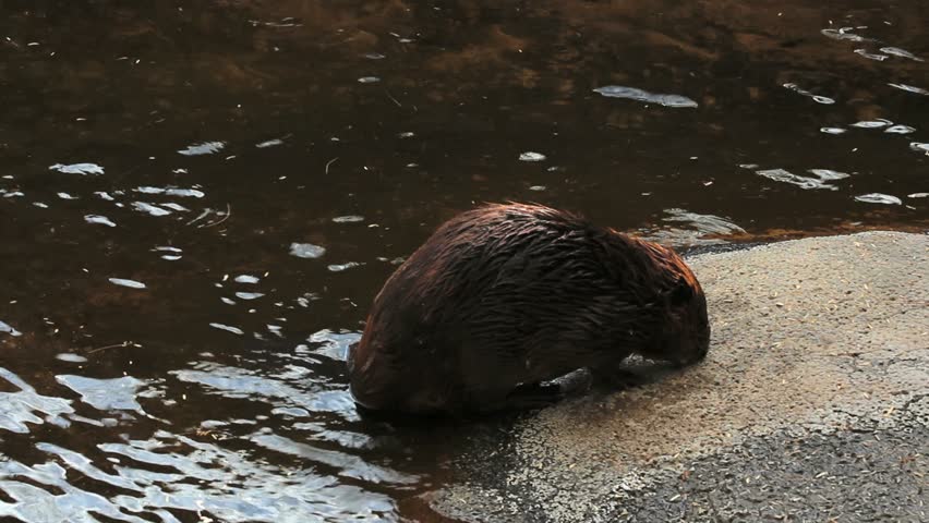 Beaver exhibits flat, shiny broad tail as it climbs, sniffs rock, then, slides back into water. 1080p