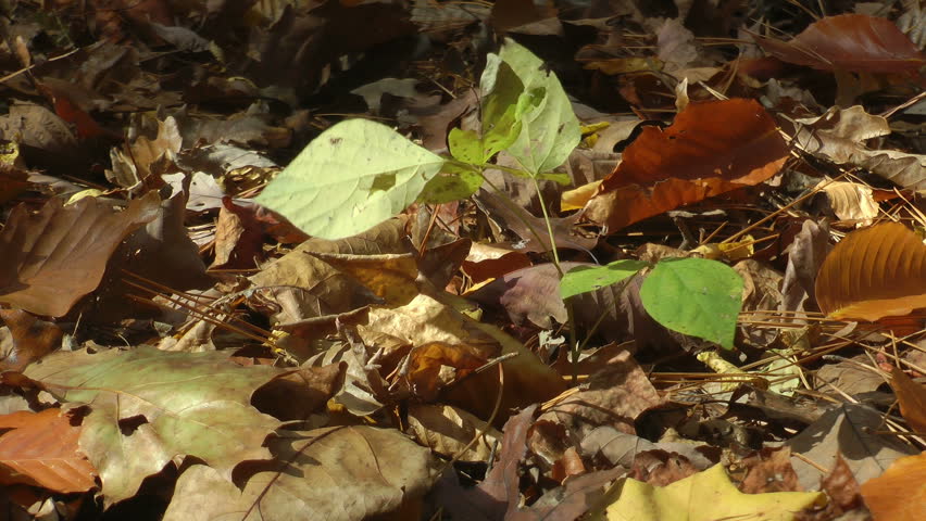 Green sprout seedling growing up among the dead leaves - HD - 1920x1080