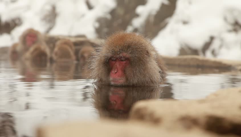 a wild japanese snow monkey or macaque relaxing in an onsen in nagano japan