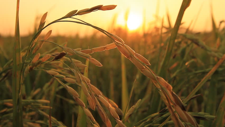 Rice farm.