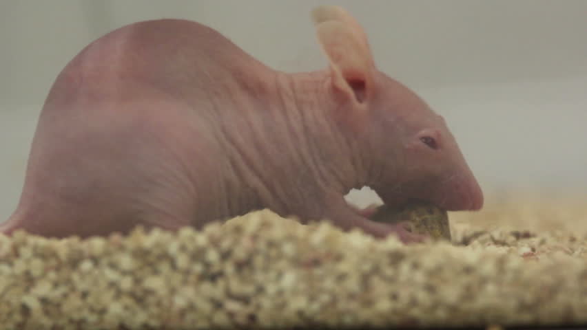 Horizontal macro HD clip of a hairless SKH1 laboratory mouse - with a similar appearance to Nude SCID mice, nibbling on a piece of rodent chow / food.