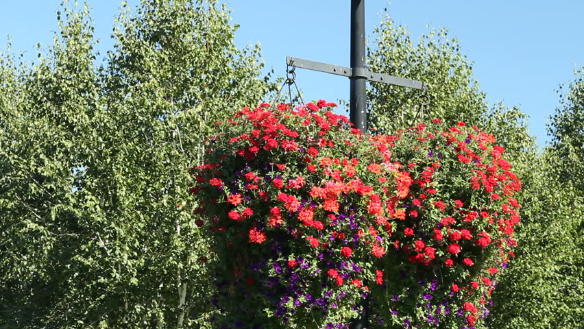 Very large and beautiful red and purple petunia hanging flower baskets with green leaves hanging from a light pole in a public park on a sunny summer day with a blue sky and trees in the background. 