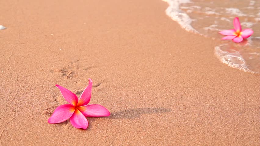 Frangipani flowers on the beach in the morning