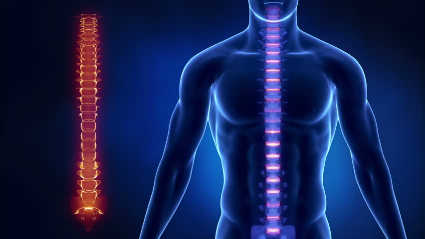 Focused on spine VERTEBRA region in loop