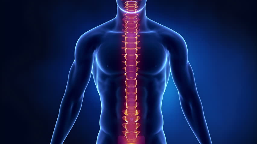 Focused on spine INTERVERTEBRAL region in loop