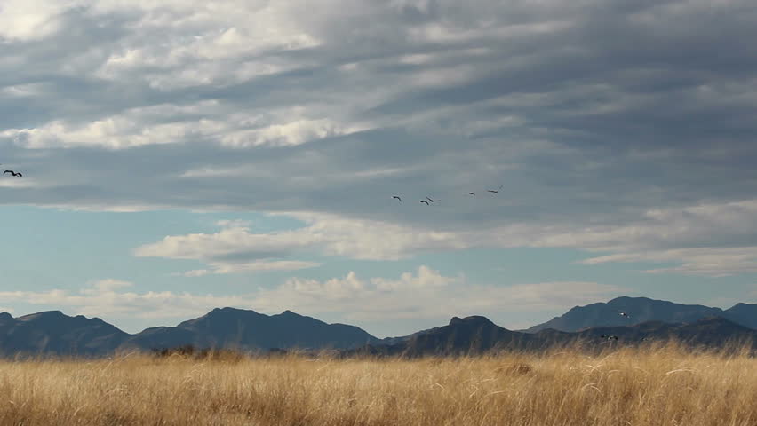 Birds, hundreds of sandhill cranes, fly over dry, grassy, winter fields, circle, then swoop down for landing. 1080p