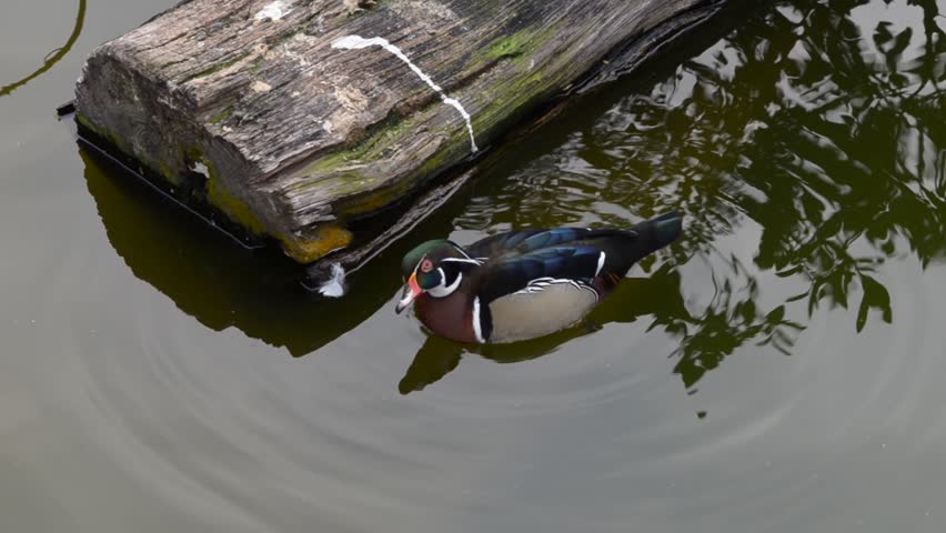Red-crested pochard / Netta rufina