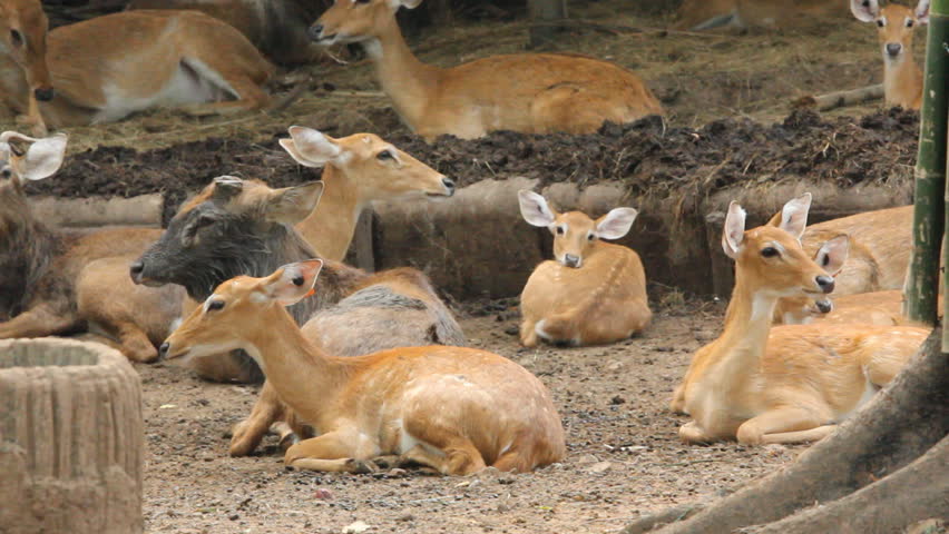 Antlered deer