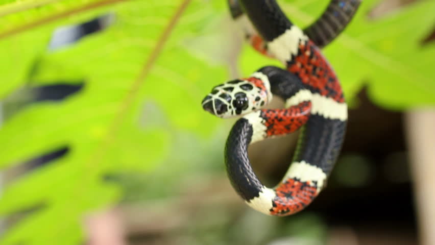 Very rare false coral snake (Rhinobothrium bovalli)  from Western Ecuador