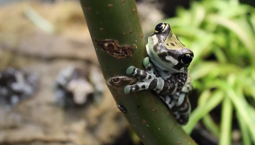 tree frog sitting on brunch
