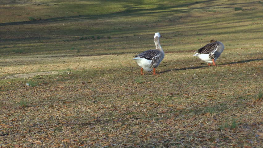Two gray geese on winter lawn in late afternoon sun - HD - 1920x1080