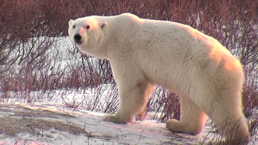 Wild adult polar bear mom is followed by her cub.