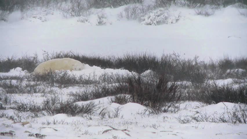 Wild polar bear enjoys pushing and rolling in the finally arrived snow