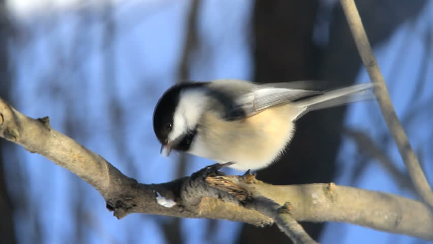 chickadee