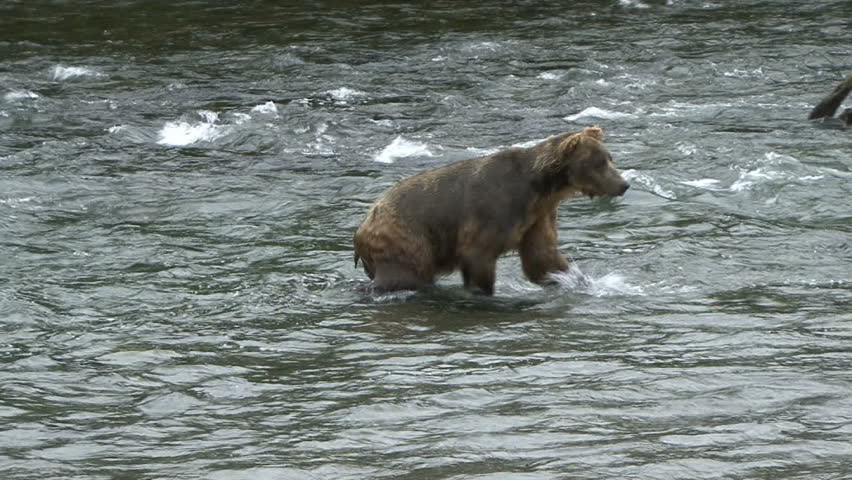 A Brown Bear aggressively pursues a salmon at Brook Falls in Alaska. (Look closely for fish swimming in water)