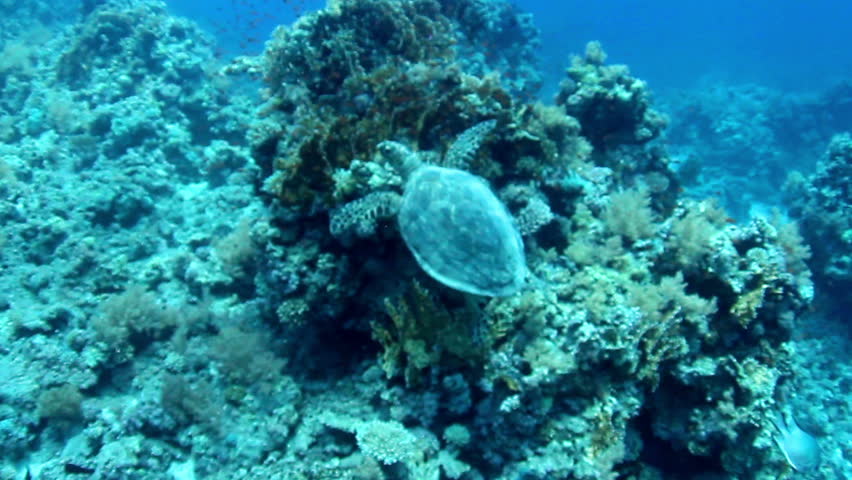 Hawksbill sea turtle (Eretmochelys imbricata) in the Red Sea, Egypt.
