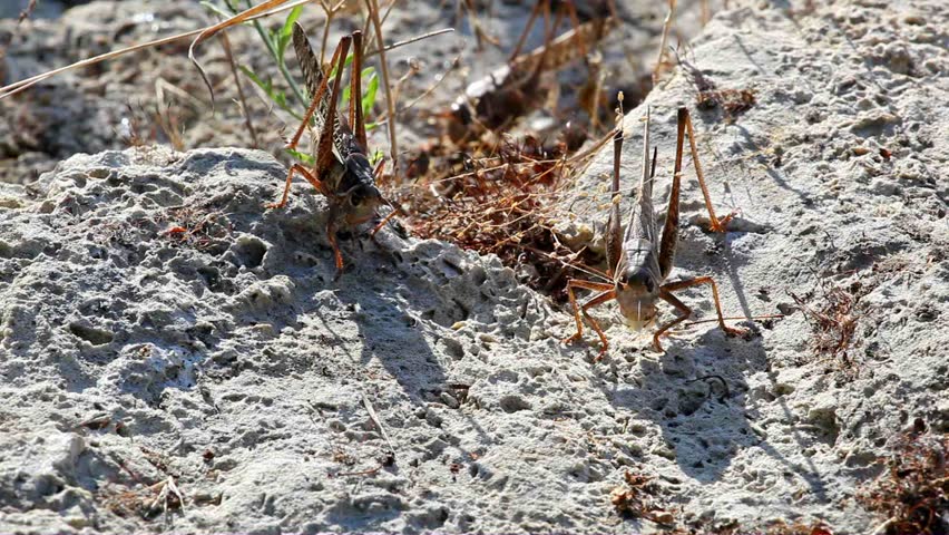 The locust creeps on a stone in search of meal