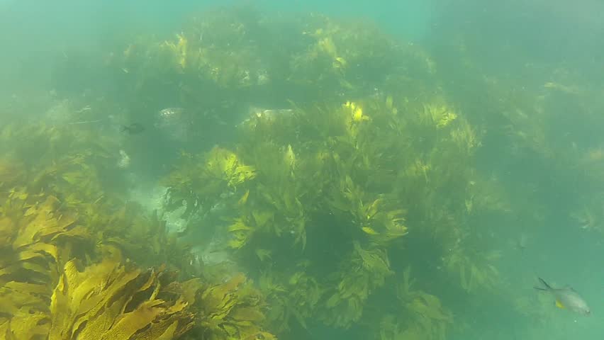 Several Sweep at Goat Island marine reserve in New Zealand