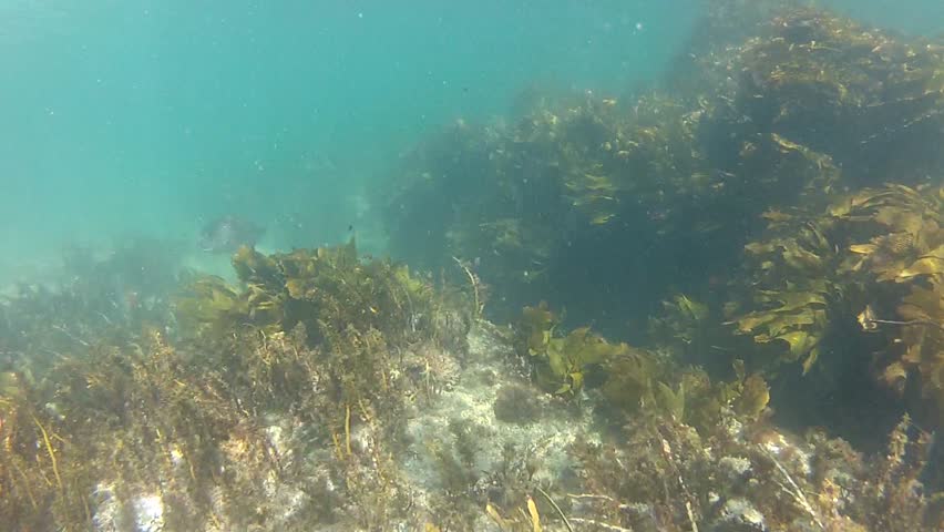 Point of view shot for a snorkeler swimming forward at Goat Island marine reserve in New Zealand
