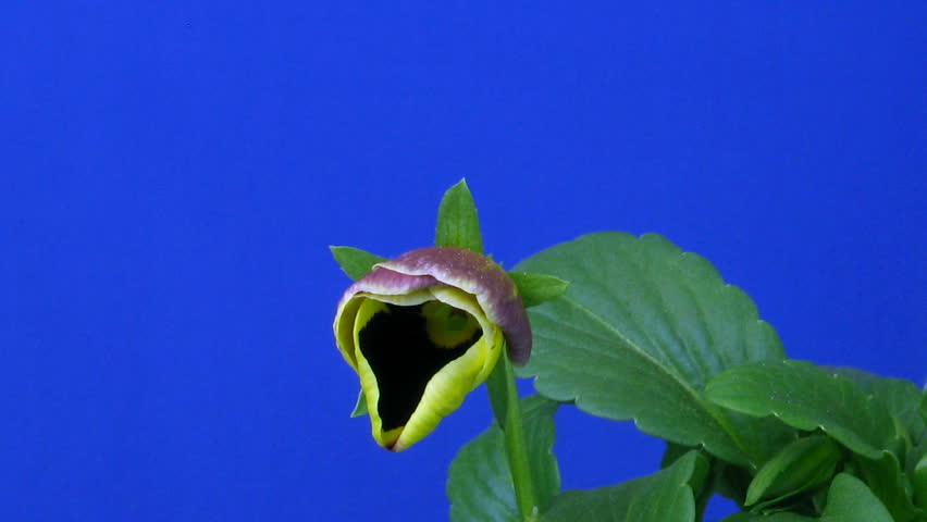 Time-lapse of growing and opening violet flower 2 