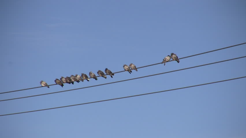 A community of birds are sitting on powerlines. The powerlines gently sway as the birds sit, ponder life, and groom themselves. Over 14 birds are visible. (High Definition)