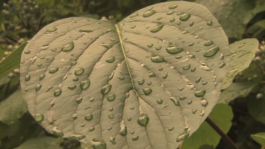 waterdroplets cover the surface of a heart shaped green leaf in a forest of