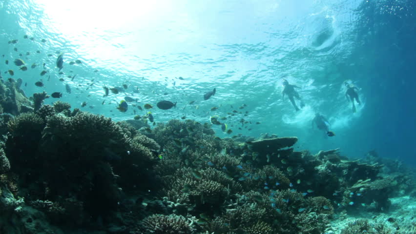 snorklers on coral reef with many fish
