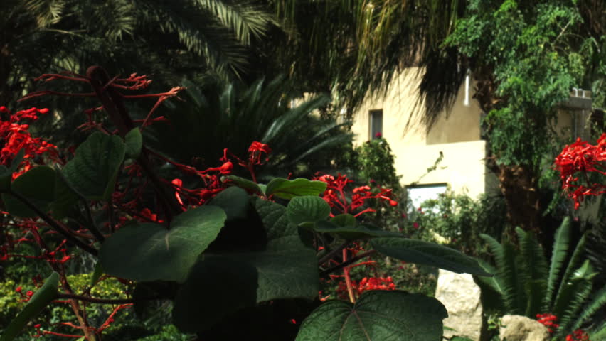 Oasis greenery at Ein Gedi shot in Israel.