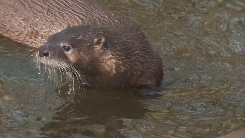 river otter
