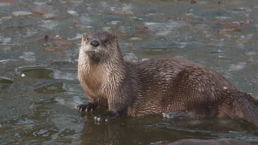 river otter